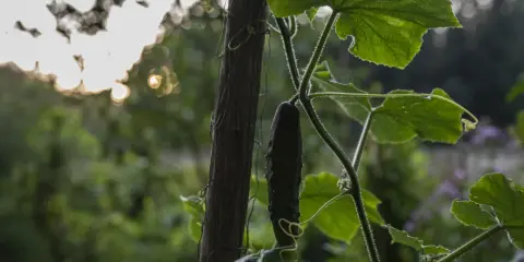 En gurka hänger från en stam, redo att plantera om djupare. Solen glittrar i bakgrunden.