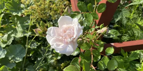 En ljusrosa ros i kruka blommar vackert bland gröna blad och knoppar. En träspaljé skymtar i bakgrunden.