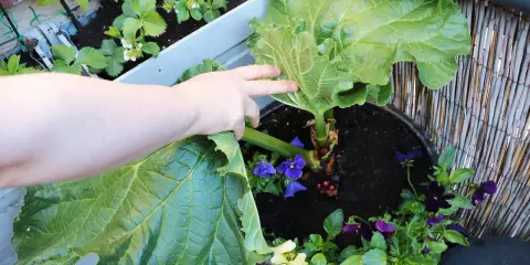En hand lyfter ett stort blad från en rabarber i kruka. Små violer blommar runt rabarbern.
