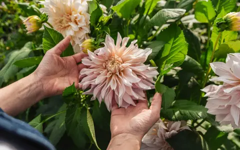 Händer som varsamt smeker en stor, ljusrosa dahliaplanta. Blomman är i full blom med många kronblad.