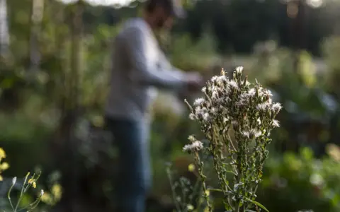 En person arbetar i trädgården nära en taro-växt med fluffiga blommor.