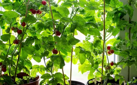 Tomatplantor i hinkar växer frodigt vid ett fönster. Röda och gröna tomater hänger från grenarna, redo att skördas. En härlig syn för den som vill odla tomater i hink.