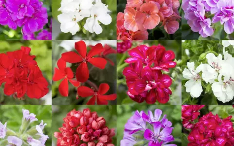 En mosaik av vackra pelargoner i olika färger och sorter: lila, vita, rosa, röda och cerisa blommor.