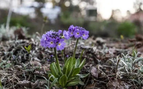 Två lila primula frost blommor med gula mittar reser sig ur marken bland torra löv och grågröna blad.