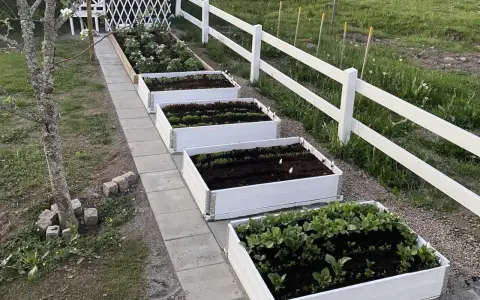 Härlig inspiration för att odla i pallkrage! Flera vita pallkragar med grönsaker och plantor längs en stenlagd gång.