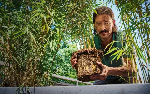 Man håller en **bambu i kruka** med välutvecklade rötter. Grönskande bambublad omger honom.