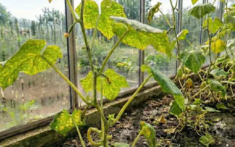 Gurkplantan i växthuset visar tecken på spinn på gurka. Bladen är fläckiga och vissna, vilket tyder på ett angrepp.