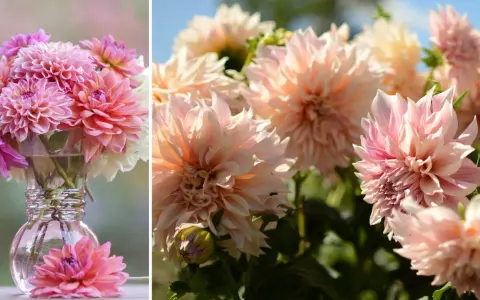 En bukett med rosa och vita dahlia snittblommor i en glasvas. En ensam dahlia ligger framför vasen.