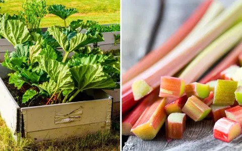 Plantera rabarber i pallkrage för en frodig skörd. Färska stjälkar redo att användas.
