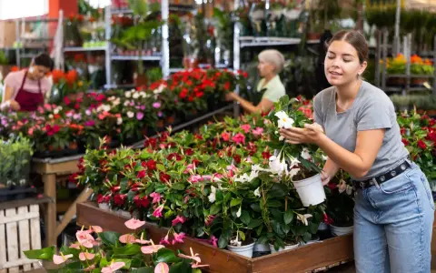 Ung kvinna inspekterar en vacker mandeville blomma i en blomsteraffär.