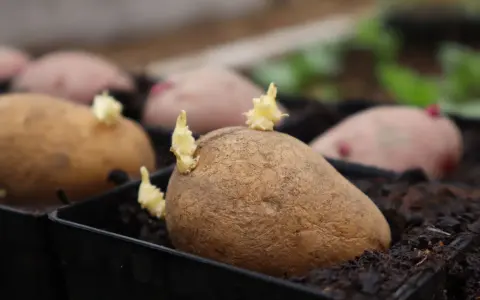 Potatisar i svarta krukor med små skott som visar att de börjar grodda. Snart är det dags att plantera dem i jorden.