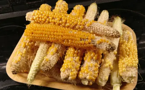 En hög med majskolvar, redo att plantera popcorn. De gyllene kornen lyser på de torkade kolvarna.
