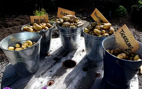 Fem hinkar med nyskördade potatis står uppradade. Skyltar anger olika odlingsmetoder, som "No Dig" och "Täckodling", vilket visar på ett intressant avstånd mellan metoderna och resultatet.