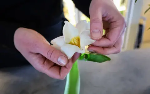Händer arrangerar en vit tulpan med gul mitt. Trots att det är kallt ute, tål tulpaner kyla och blommar vackert.