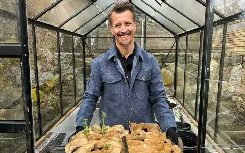 Glad man i växthus håller brickor med groende pommes de terre, redo för plantering.
