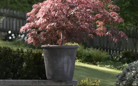 En rödbladig japansk lönn i kruka, perfekt för att plantera pion på våren i en vacker trädgård.