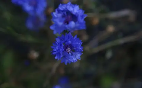 Två blåklint perenn blommor i fokus, med en mjuk, mörk bakgrund.