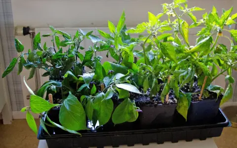 Små plantor av tomat och chili som väntar på att plantera sticklingar direkt i jord.