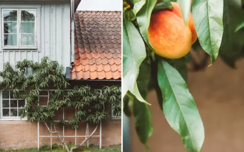 En persikabuske klättrar mot ett hus med tegeltak. En persika hänger bland gröna blad, redo att skördas.