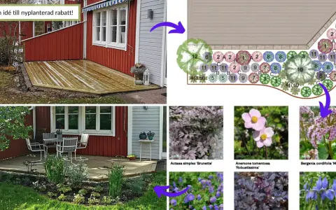 Idébild för en nyplanterad rabatt med stockros och andra blommor. Visar en ritning och exempel på växter.