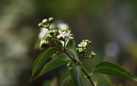 En gren med gröna blad och små, vita blommor som påminner om en jasmin blomma. Några knoppar syns också.