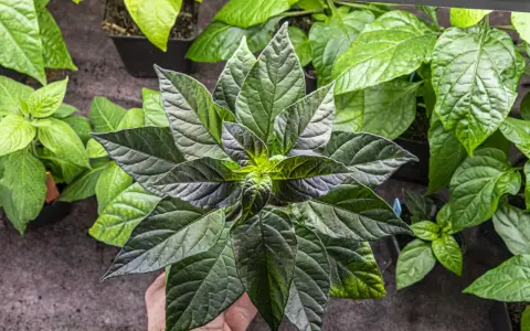 En hand håller en planta med mörka, nästan svarta blad. Bredvid syns andra plantor med ljusgröna, nästan **chili gula blad**.