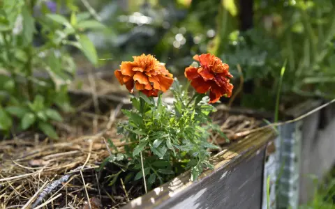 Två orange tagetesblommor i en pallkrage, omgivna av grönska och torrt gräs. Hoppas sniglar inte hittar hit.