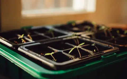 Små plantor spirar i en plast till blomlåda, redo att växa sig starka i solljuset.