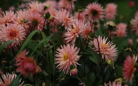 En rabatt fylld med ljusrosa dahlior som blommar. En fjäril sitter på en av blommorna. Plantera dahlia i rabatt för att skapa denna vackra syn.