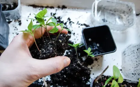 Hand håller en klump jord med små chilifrön, redo att plantera om chili djupare i nya krukor.