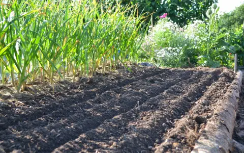 Färdigbäddad jord för framtida jordgubbsland. Rader av vitlök växer i bakgrunden, en härlig inspiration för trädgården.