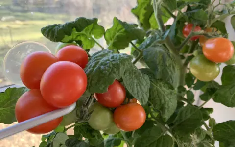 En tomatplanta med mogna och gröna tomater, en ovanlig syn med så tomater i januari.