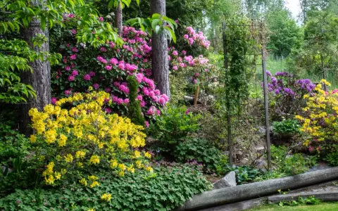 En frodig trädgård med rosa och lila rhododendron, gula azaleor och gröna marktäckare. En vacker stenparti inspiration.