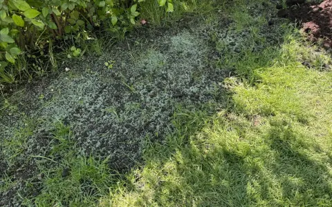 Nytt gräs gror i jorden, en del av det ser ut som **buffalo grass**. Grönskande buskar skuggar delvis.