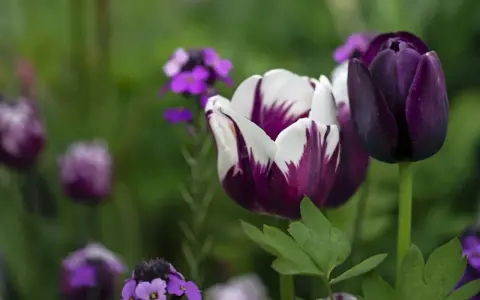 Två mörklila tulpaner, en med vita inslag, blommar i en trädgård. Snart är det dags att plantera tulpaner för nästa säsong.