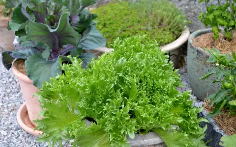 En frodig, grön krusig sallad i en kruka, redo att bli en del av en härlig besk sallad. Bredvid syns rödbladig kål och andra växter.
