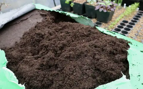 En stor hög med jord i en grön duk. I bakgrunden syns små plantor i krukor, redo för omplantering. Hoppas inga sorgmyggor larver gömmer sig där!