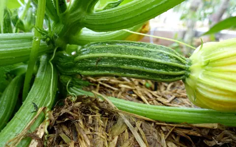En ung squash planta med en liten, randig squash som växer fram. Vatten droppar från de gröna bladen.