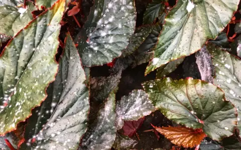 Närbild på gröna blad med röda kanter och små vita prickar som ser ut som frost.