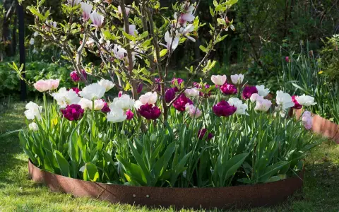 A bed of pink, white, and deep purple tulips blooms in front of a flowering magnolia tree.