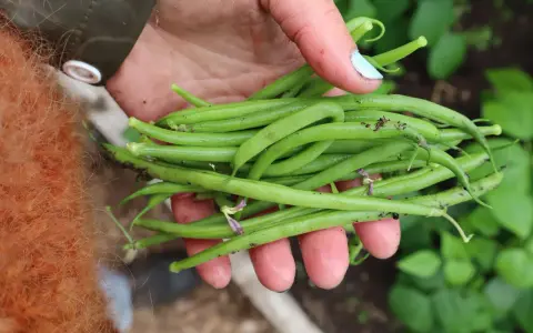 En hand håller en nyskördad hög med gröna haricots verts. Det är en härlig känsla att odla haricots verts och se resultatet.