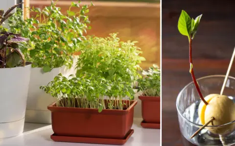 Odla kryddor inomhus: gröna plantor i krukor och en avokadokärna som spirar i ett glas vatten.