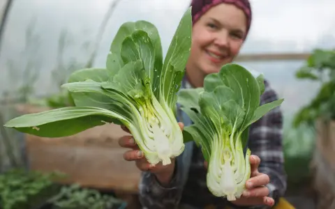 Glad odlare visar upp färsk pak choi som blommar i växthuset.