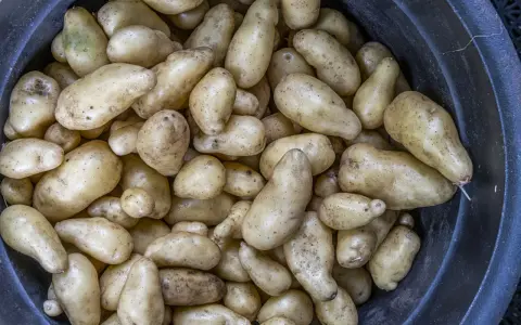 En stor mängd färskpotatis, vissa med lite skorv på, ligger i en mörk balja.