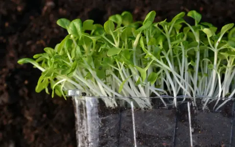 Små, gröna skott växer i en plastbehållare, redo att odla microgreens utan jord.