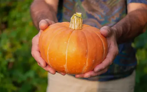 Här är en vackert orange pumpa som hålls i händerna, ett bevis på att det går att odla pumpa i kruka.
