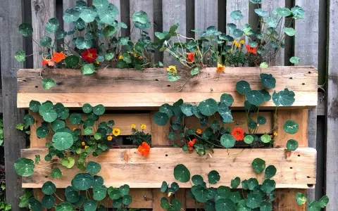 En vertikal trädgård av kapucinerblommor och blad i en träpall. Blommorna är orange och röda, bladen är runda och gröna.