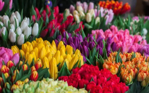 En explosion av färger där tulpaner blommar i rött, gult, lila, rosa och vitt. En härlig syn som sprider glädje.