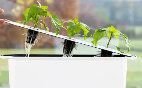 Små plantor med synliga rötter i ett hydroponiskt system. En hand justerar en av plantorna i den vita behållaren, redo för hydroponisk odling av tomat.
