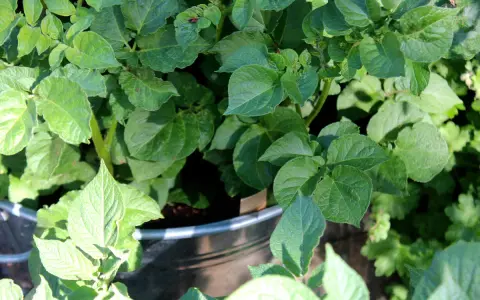 Gröna, frodiga blad från potatis i kruka. Solen lyser på plantan som växer sig stark.
